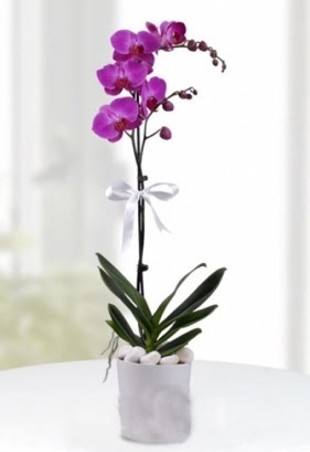 Tek dall saksda mor orkide iei  Adyaman iekiler 