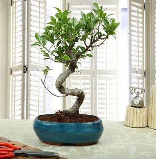Amazing Bonsai Ficus S thal  Adyaman internetten iek siparii 
