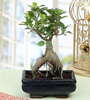 Appealing Ficus Ginseng Bonsai  Adyaman anneler gn iek yolla 
