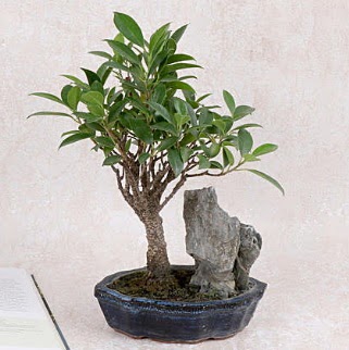 Japon aac Evergreen Ficus Bonsai  Adyaman iek gnderme sitemiz gvenlidir 