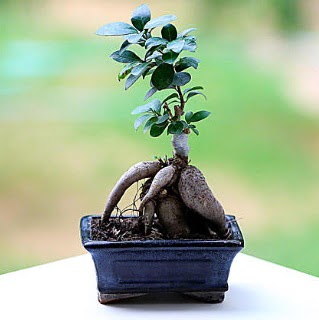 Marvellous Ficus Microcarpa ginseng bonsai  Adyaman iek siparii vermek 