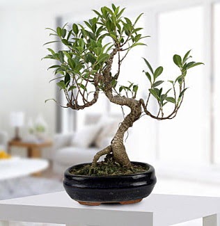 Gorgeous Ficus S shaped japon bonsai  Adyaman yurtii ve yurtd iek siparii 