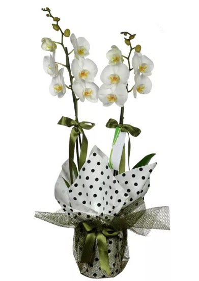 ift Dall Beyaz Orkide  Adyaman 14 ubat sevgililer gn iek 