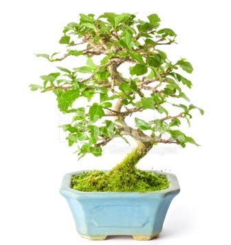 S zerkova bonsai ksa sreliine  Adyaman nternetten iek siparii 