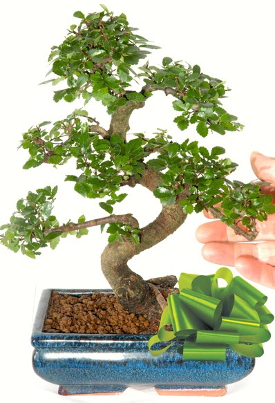 Yaklak 25 cm boyutlarnda S bonsai  Adyaman iek siparii sitesi 