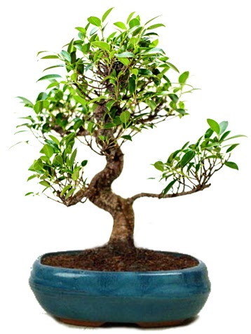 25 cm ile 30 cm aralnda Ficus S bonsai  Adyaman iek gnderme sitemiz gvenlidir 