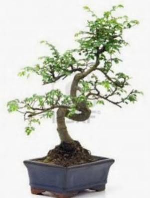 S gvde bonsai minyatr aa japon aac  Adyaman iek sat 