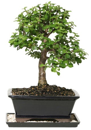 15 cm civar Zerkova bonsai bitkisi  Adyaman iek siparii sitesi 