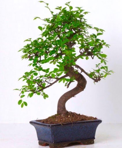 S gvdeli bonsai minyatr aa japon aac  Adyaman iek gnderme sitemiz gvenlidir 