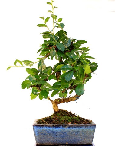 S gvdeli carmina bonsai aac  Adyaman iek yolla  Minyatr aa