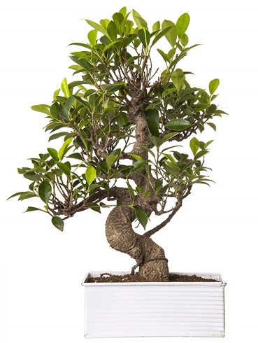 Exotic Green S Gvde 6 Year Ficus Bonsai  Adyaman iek gnderme sitemiz gvenlidir 
