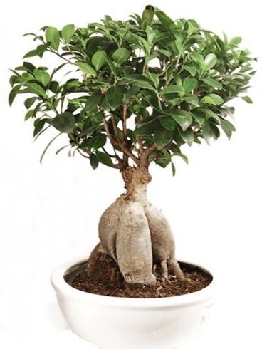 Ginseng bonsai japon aac ficus ginseng  Adyaman nternetten iek siparii 