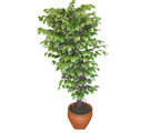 Ficus zel Starlight 1,75 cm   Adyaman cicek , cicekci 
