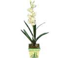 zel Yapay Orkide Beyaz   Adyaman online ieki , iek siparii 
