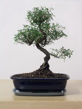 ithal bonsai saksi iegi  Adyaman iek siparii vermek 
