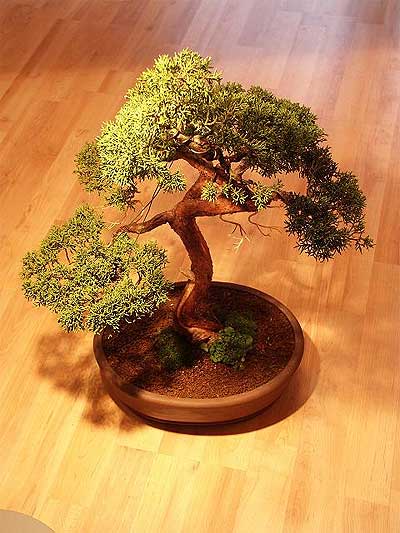 ithal bonsai saksi iegi  Adyaman iek maazas , ieki adresleri 