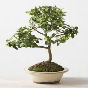 ithal bonsai saksi iegi  Adyaman iek online iek siparii 