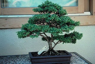 ithal bonsai saksi iegi  Adyaman 14 ubat sevgililer gn iek 