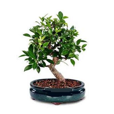ithal bonsai saksi iegi  Adyaman iek siparii sitesi 
