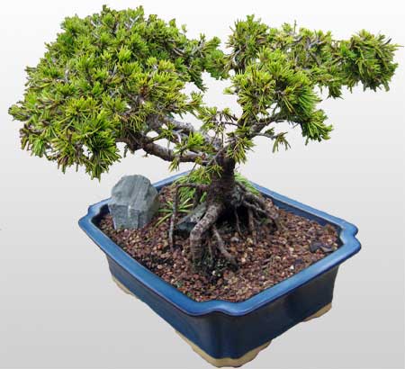 ithal bonsai saksi iegi  Adyaman ieki maazas 