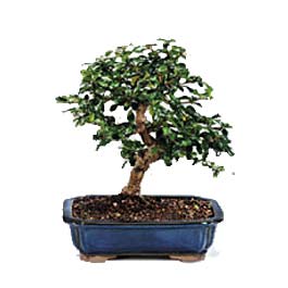  Adyaman uluslararas iek gnderme  ithal bonsai saksi iegi  Adyaman 14 ubat sevgililer gn iek 