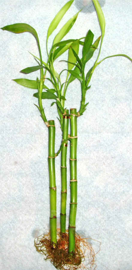 Lucky Bamboo 3 adet vazo hediye edilir   Adyaman cicek , cicekci 