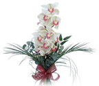  Adyaman iek siparii sitesi  Dal orkide ithal iyi kalite