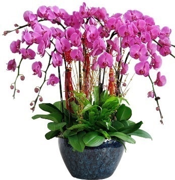 9 dallı mor orkide  Adıyaman 14 şubat sevgililer günü çiçek 