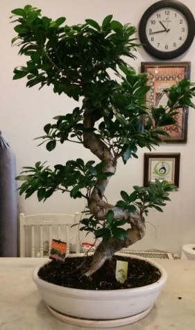 100 cm yüksekliğinde dev bonsai japon ağacı  Adıyaman İnternetten çiçek siparişi 