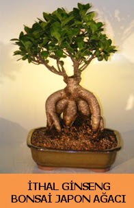 thal japon aac ginseng bonsai sat  Adyaman nternetten iek siparii 