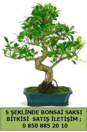 thal S eklinde dal erilii bonsai sat  Adyaman iek gnderme 