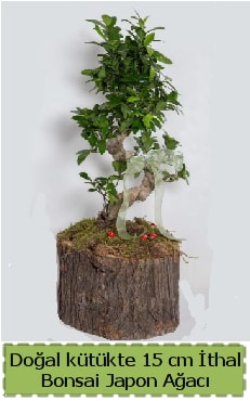 Doal ktkte thal bonsai japon aac  Adyaman iek gnderme 