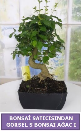 S dal erilii bonsai japon aac  Adyaman iek sat 