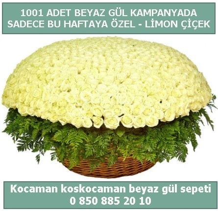 1001 adet beyaz gül sepeti özel kampanyada  Adıyaman çiçek gönderme sitemiz güvenlidir 