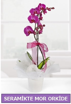 Seramik içerisinde birinci kalite tek dallı mor orkide  Adıyaman İnternetten çiçek siparişi 