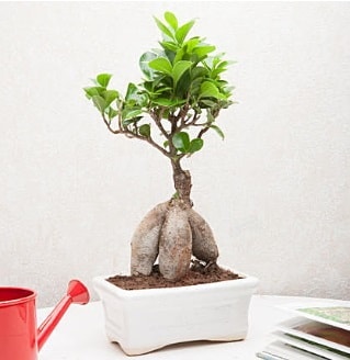 Exotic Ficus Bonsai ginseng  Adyaman iek servisi , ieki adresleri 